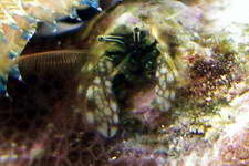 Filter feeding Hermit Crab, will not leave its burrow and is reef safe