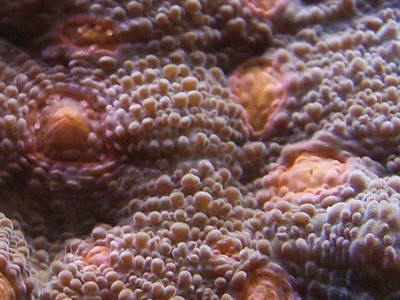 Acanthastrea rotundoflora by Charles Raabe