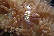 Harmless commensal shrimp