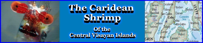 The Central Visayan Island Group