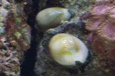 Cowry snails are usualy seen with mantles covering their entire shell