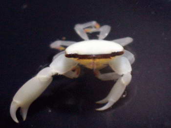 crabcoral5-3.jpg
