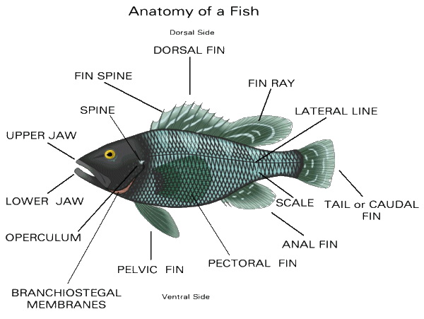Aquarium Fish Disease Chart