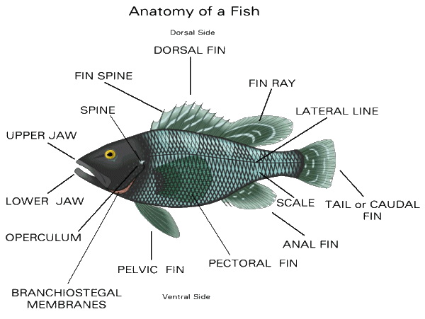 Saltwater Fish Temperature Chart