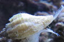 predator of other snails, also known as the Crown Conch but it is a Welk, not a conch.