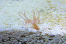 Sand Dwelling anemone, can become a pest!