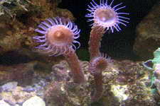 Common name is worm zoanthid