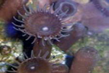 Common name is worm or snake zoanthid